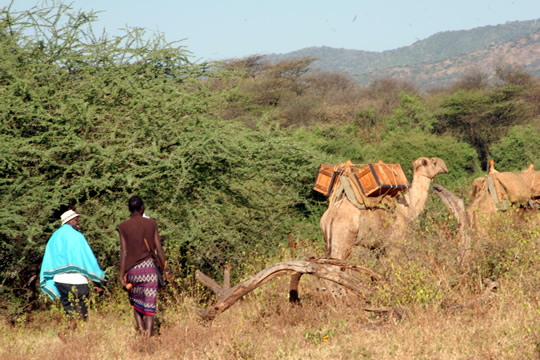 camel08