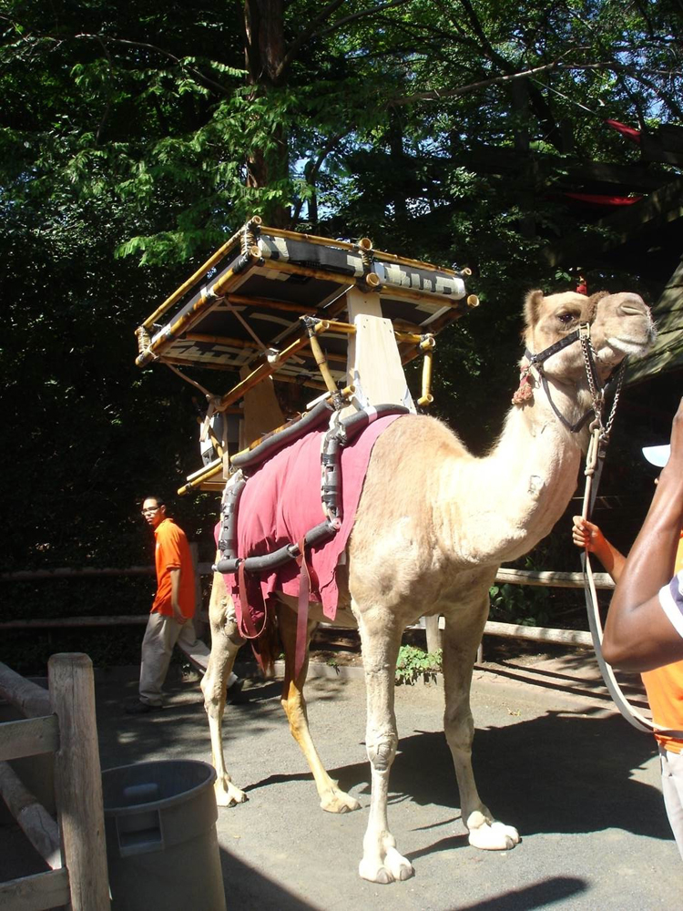 mpalacamel10